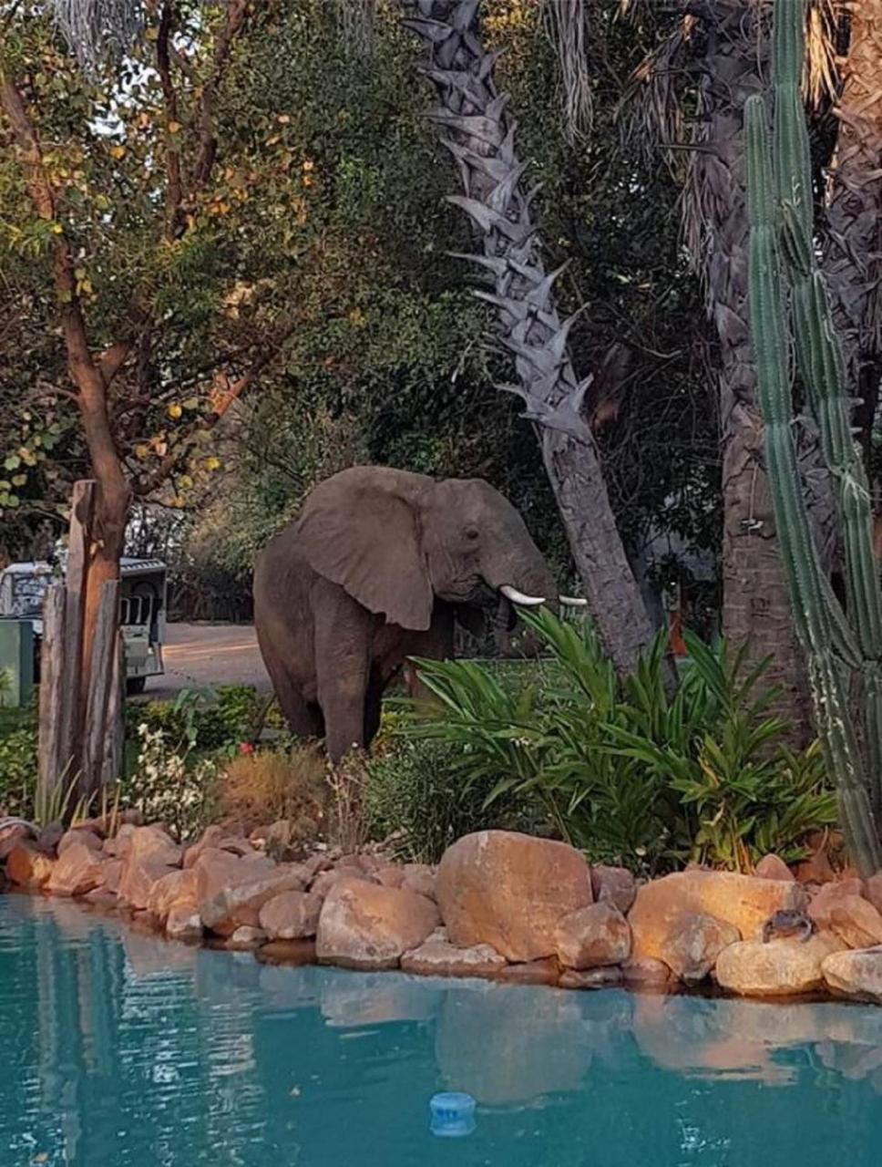 Maramba River Lodge Λίβινγκστον Εξωτερικό φωτογραφία
